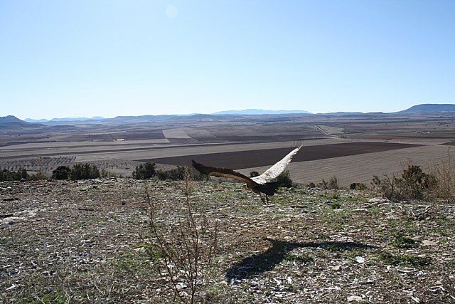 El Ayuntamiento de Bullas quiere recuperar el proyecto para la reintroducción del buitre y el madroño
