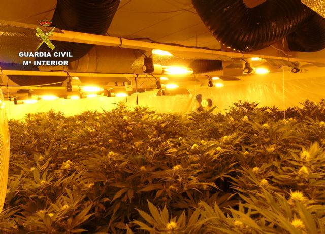 La Guardia Civil desmantela en una casa de campo de Bullas un invernadero con más de 300 plantas de marihuana