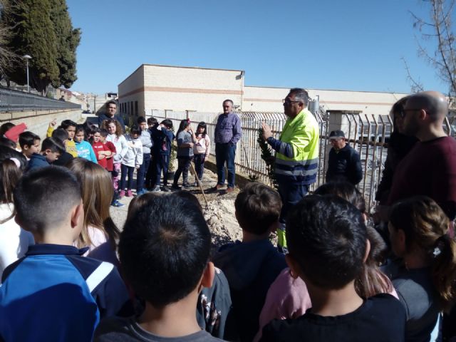 Los madroños decoraran la calle Acequia