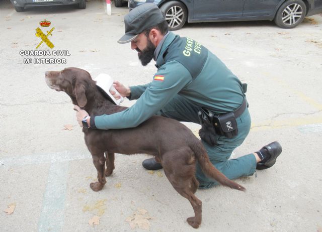 La Guardia Civil investiga a los dueños de dos perros que resultaron muertos a causa de un atropello