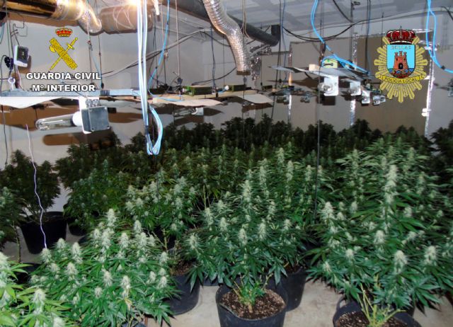 Desmanteladas en Bullas dos plantaciones indoor de marihuana con más de un centenar de plantas