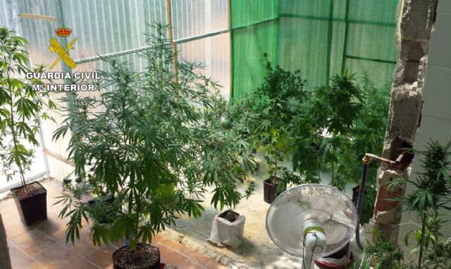 La Guardia Civil desmantela un grupo delictivo responsable de una plantación de marihuana en Bullas