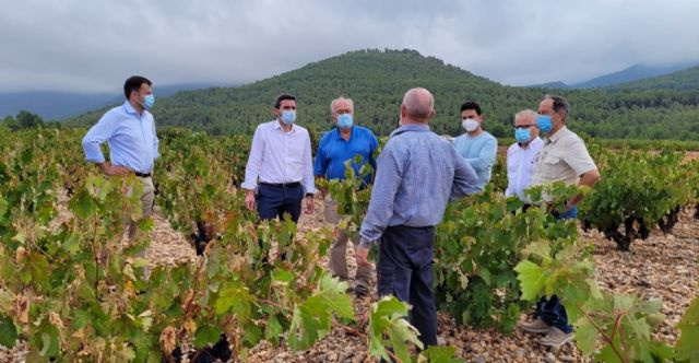 La Comunidad apoya al sector vitivinícola a través de ayudas y líneas de investigación que impulsen la modernización y competitividad